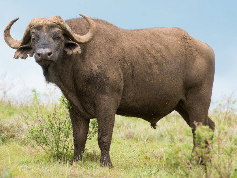 Buffal Africa