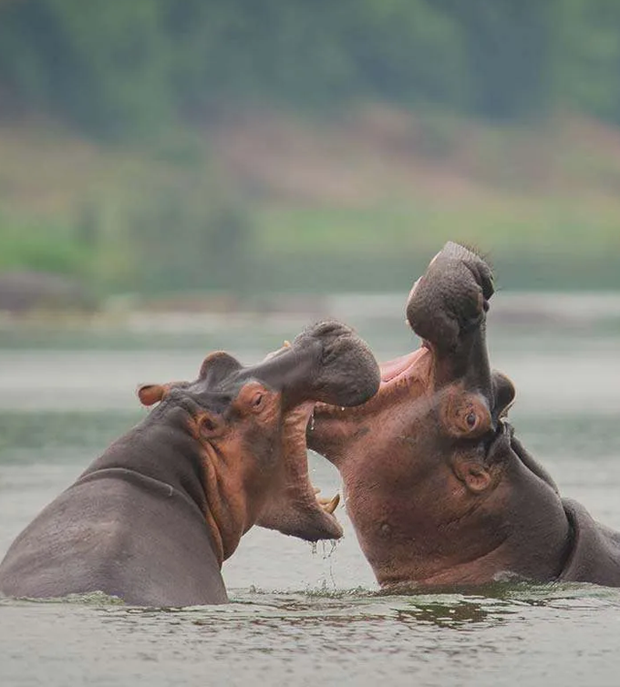 Hippos In Uganda